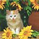 Rotes Kätzchen mit Sonnenblumen