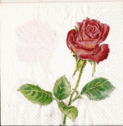 1 rose 001