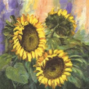 342622 sunflower