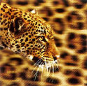 Gepard S2307A