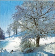 bäume im winter 001