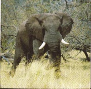 elefant fotodruck 001
