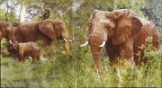 elefanten familie fotodruck 001