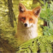 fox 001