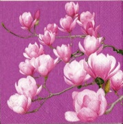 magnolia 001