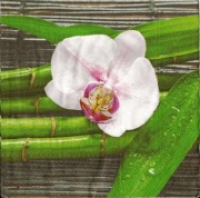 orchid auf bambus 001