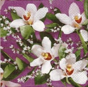 orchide auf lila 001