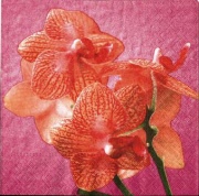 orchide pink 001