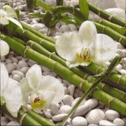 orchidee elegance 001