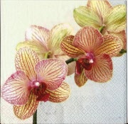 orchidee tiger 001