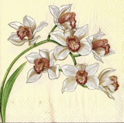 orchideenzweig  weiss 001