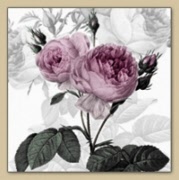purpel rose vintage 80074