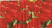 rotes tulpenmeer 001