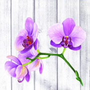singel orchide 6295