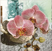 tider orchideen im steintopf 001
