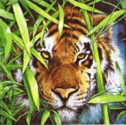 tiger 001
