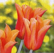 tulpen orange 001