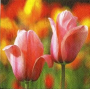 tulpen pink 001