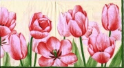 tulpen rosa 001