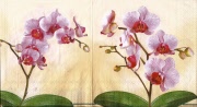 two orchideen zweige 001