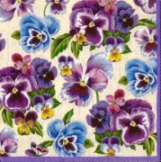 viola violett 001