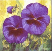 violet impressions lilac 001