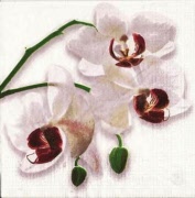 withe orchide 001