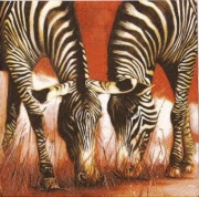 zebras 001